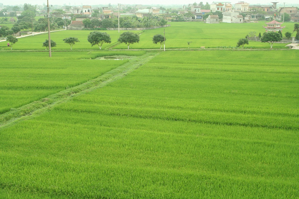 Gạo ST25 Collagen